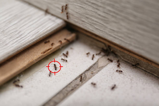 Best Insect Control  in Morehead City, NC