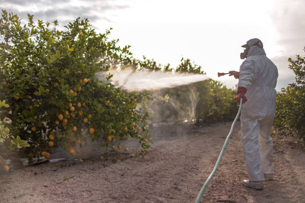 Best Pest Control Near Me  in Morehead City, NC