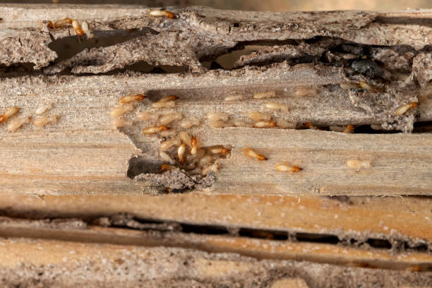 Best Local Pest Control Services  in Morehead City, NC