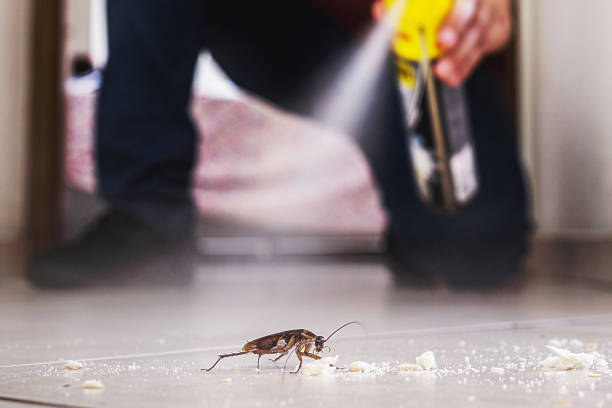 Professional Pest Control in Morehead City, NC